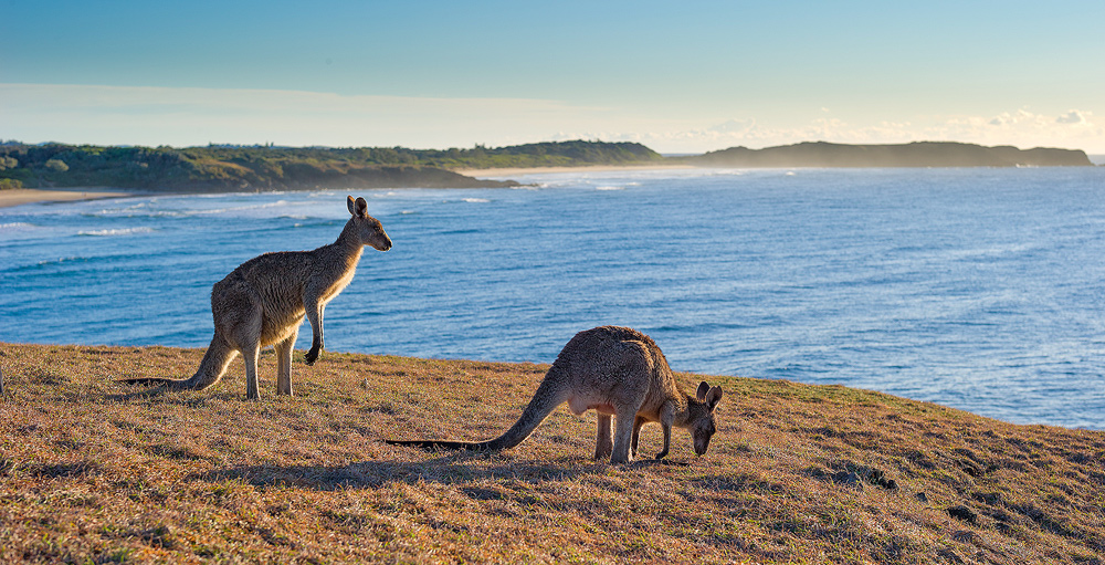 Kangaroos on the Pacific Coast, Australia