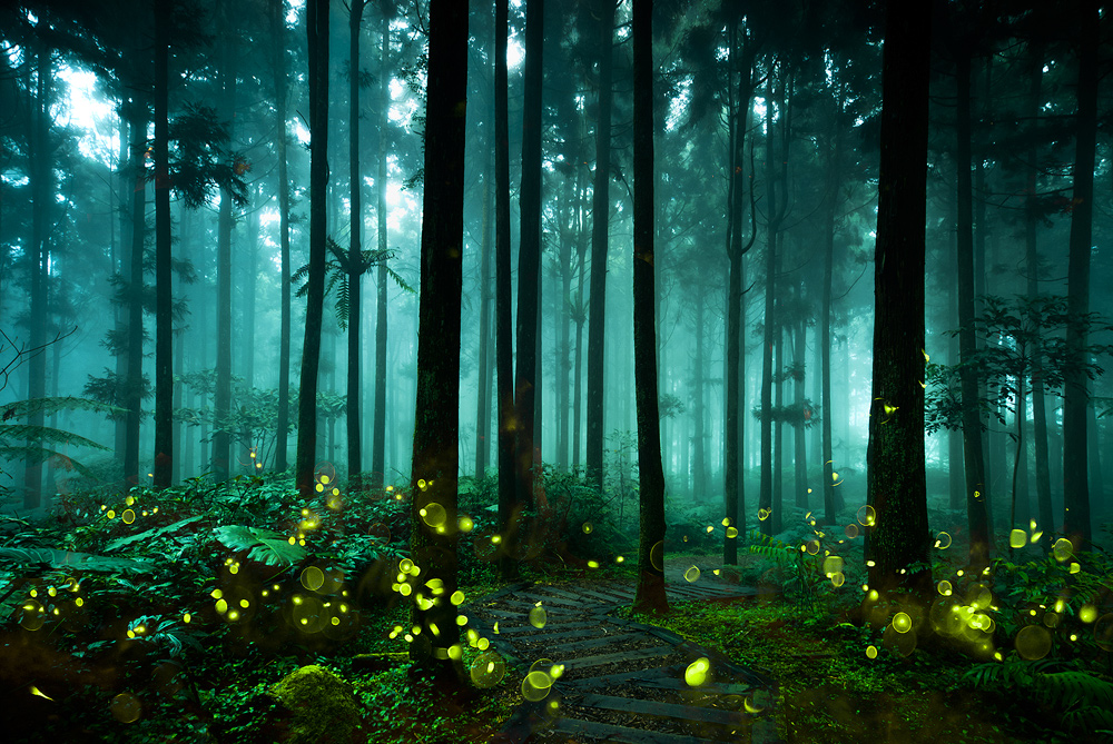 Fireflies Fireflies