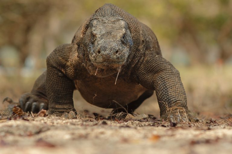 Top 10 Animal Islands | Auto Europe Blog Top 10 Animal Islands | Auto Europe Blog
