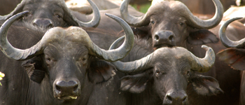 The big five -  Buffalos
