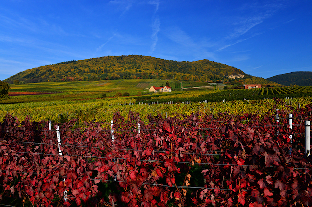 Regional Day Trips and Wine Festivals, Germany