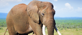 The big five -  Elephant