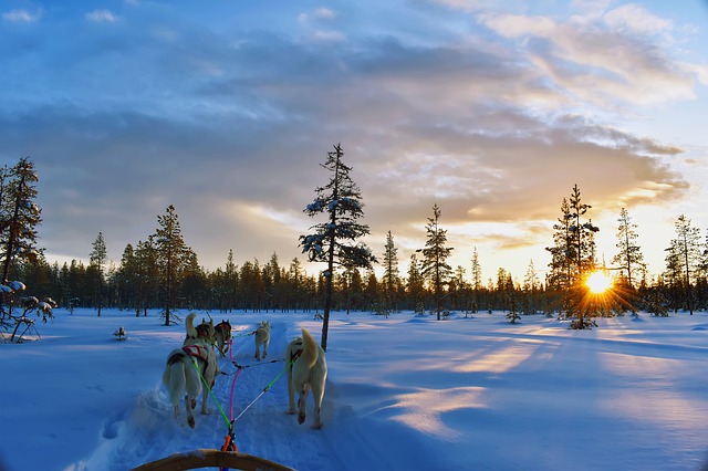 Finland - Husky Sleigh Ride