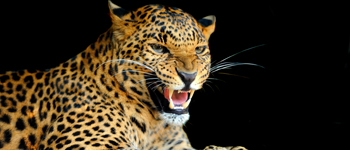 The big five -  Leopard