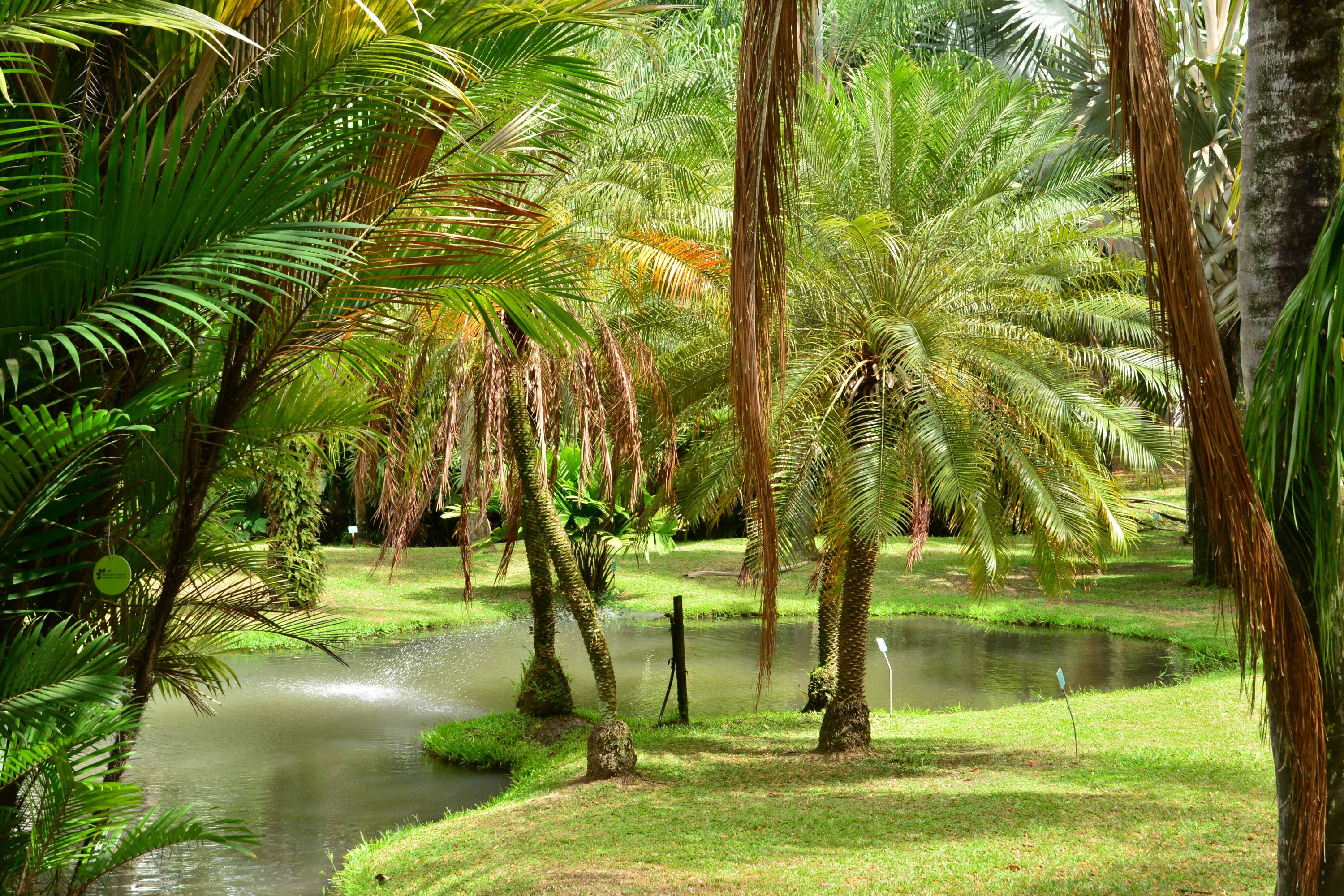 Plantation - Martinique