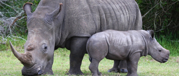 The big five -  Rhino