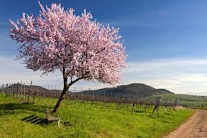 Road trip Wine Route