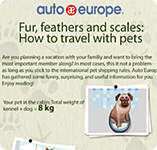 Travelling with pets